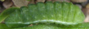 Larvae